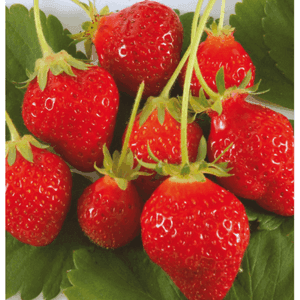 Plant de petit fruit - FRAISIER CIRAFINE