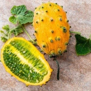 Plant de légume - CONCOMBRE AFRICAIN (Kiwano)