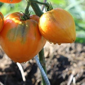 Plant de tomate originale - COEUR DE BOEUF ANANAS