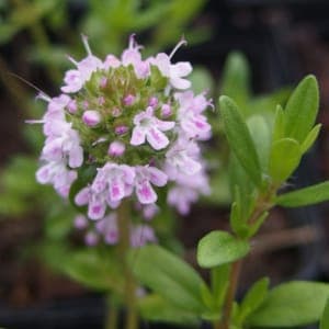 Plant de Thym des Cévennes