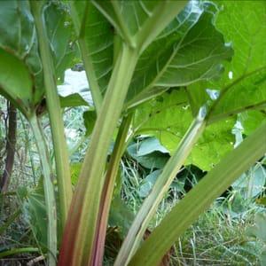 Plant de Rhubarbe 'à confitures'