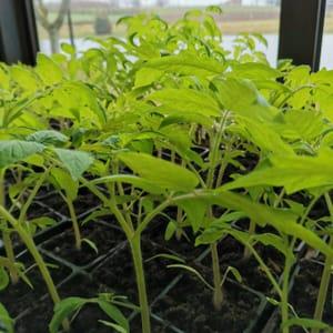 Plants de tomate Pyros