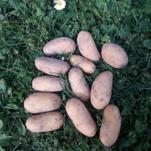 pommes de terre