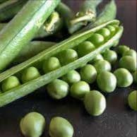 Pois à écosser (petits pois)