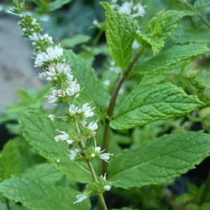 Plant de Menthe marocaine