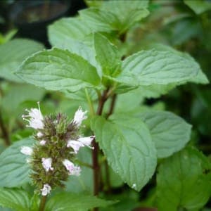 Plant de Menthe poivrée