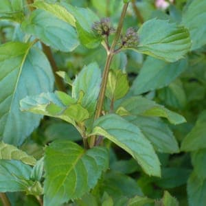 Plant de Menthe bergamote