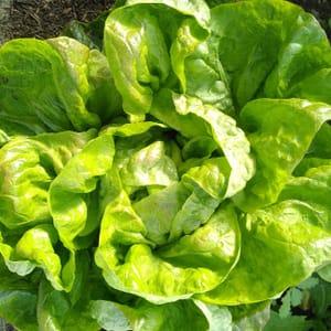 Salade (variété selon disponibilité)