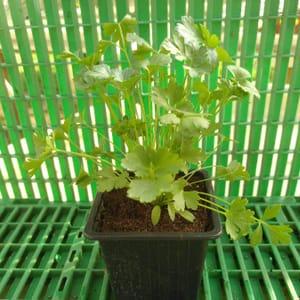 Plant de persil plat