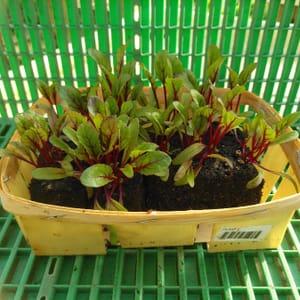 Lot de 6 plants de betteraves