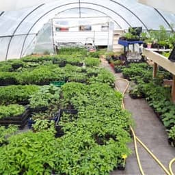 Le Jardin du Bardérou - Plants de légumes, fleurs et aromates - Lau-Balagnas #2