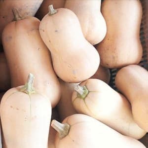 Courge Butternut