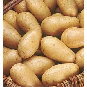 Plants de Pomme de Terre Charlotte