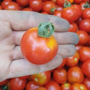 Mini Tomates