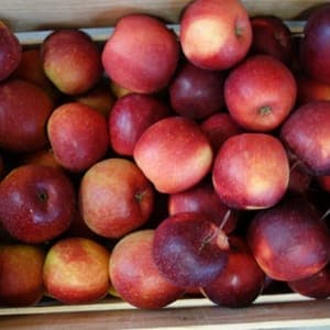 POMME BIO STORY