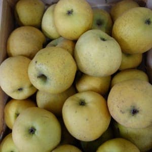 POMME CHANTECLERC