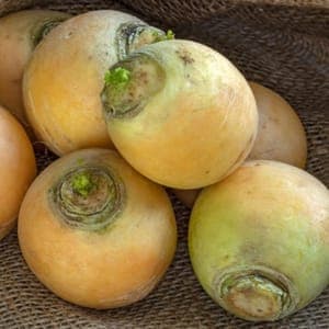 Navet boule d'or