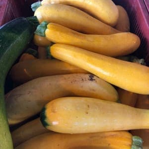 __ Plants de cucurbitacées COURGETTE LONGUE JAUNE