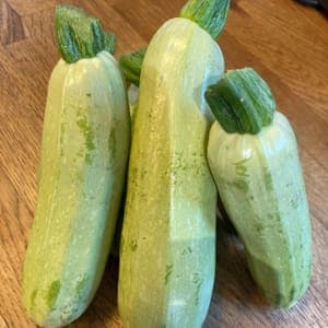 __ Plants de cucurbitacées COURGETTE LONGUE BLANCHE