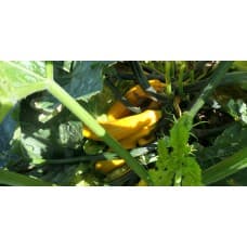 Graines de courgettes jaune population