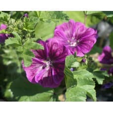 Graines de mauve