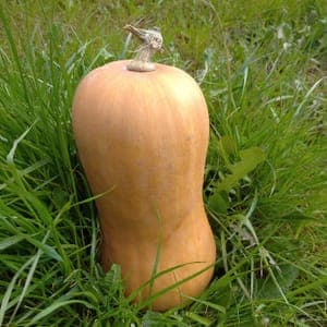 Butternut (petit) - environ