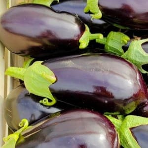 Aubergine