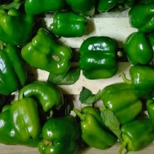 Poivron vert