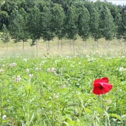 Ferme du Maine Thelottes #7