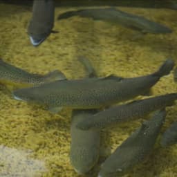 Pisciculture du CHEIRON #7
