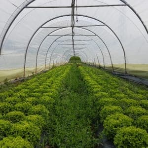 AU BONHEUR DES LEGUMES