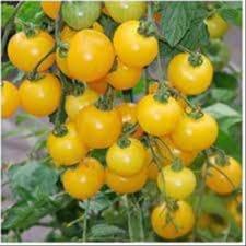 Plant de Tomate Cerise Jaune