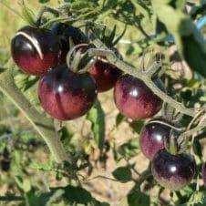 Tomates cerises - Blue Berries