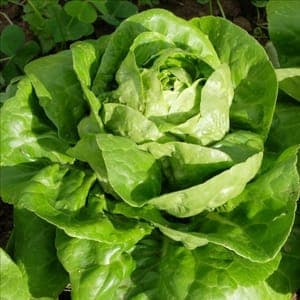 Salade Sucrine