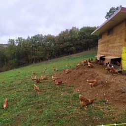 Les Oeufs de la Bancalié #5