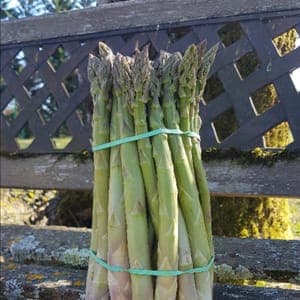 asperges vertes bottes