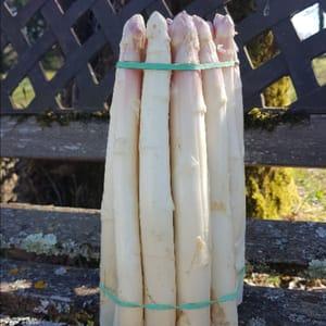 asperges blanches bottes