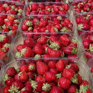 Fraises de printemps