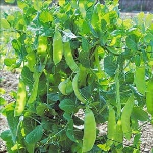 Pois mangetout 
