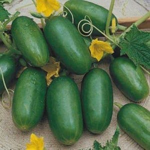 Cornichons Russes