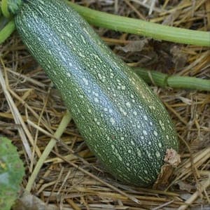 Courgette Petite Grise d'Alger