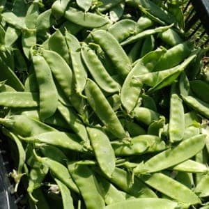 Pois mangetout