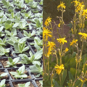 Plant d'Arnica Montana