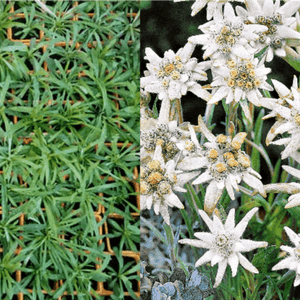 Plant d'Edelweiss