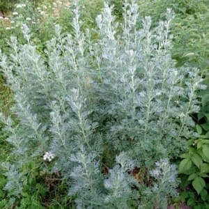 Plant Aromatique Absinthe (Lourdes)