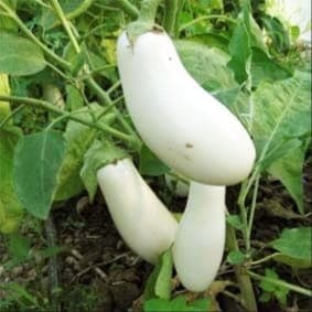 Plant Aubergine Blanche (Lourdes)