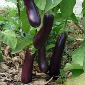 Plant Aubergine de Barbentanne (Lourdes)