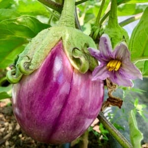 Plant Aubergine Rosa Bianca (Lourdes)
