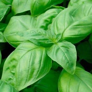 Plant Aromatique Basilic Grand Vert (Lourdes)