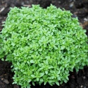 Plant Aromatique Basilic Grec (Lourdes)